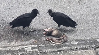 Black vultures eating a dead opossum 23.01.18 Tampa Florida