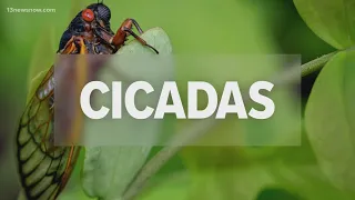 Cicada broods emerging, attracting copperhead snakes