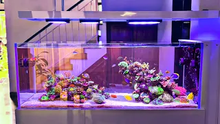 INSANE Peninsula Style Reef Tank Setup