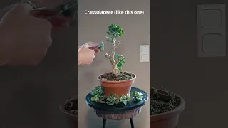 Jade Plant to Bonsai: First Step (Drastic) + Cuttings for Propagation #shorts