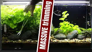 SIMPLE PLANTED AQUARIUM massive trimming