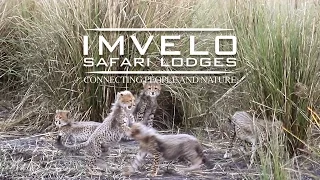 Cheetah Diaries - Imvelo Experience