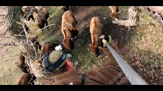 Buffalo Stampede, Spear Hunt