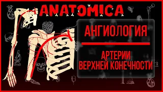 Подмышечная и плечевая артерии анатомия / Артерии верхней конечности / Ангиология