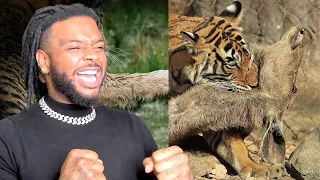 Incredible Tiger Battles Caught On Film | Reaction