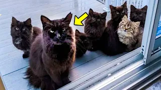 Woman Helps Stray Mama Cat & Brings Her Babies To Meet Her. You Won't Believe What Happens Next