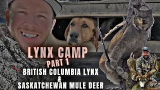 BC Archery Lynx Success | Velvet Saskatchewan Mulie Hunt