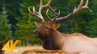 Wild Animals of Canada in 4K UHD - Part #1 - Beautiful Deer and Elks - Best of Wild Canada