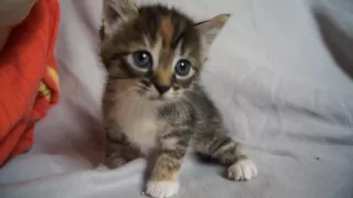 Cute Baby Kitten meows because Mama Cat is not there