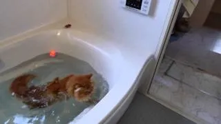 【マンチカンズ】猫がアヒルを追ってドボン~ A cat fell into the bath-tub 2~