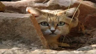 Cute Sand Cat Spotted for the First Time in a Decade in the United Arab Emirates