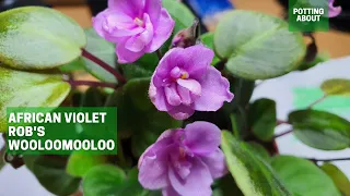 African Violet Trailer Rob's Wooloomooloo (Semi-mini trailer)