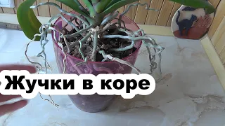 подуры  Жучки в коре с орхидеей