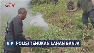 Polisi Temukan 5 Hektar Ladang Ganja di Medan - BIP 21/05