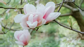 A mix of spring flowers and music 🪻🎶💐