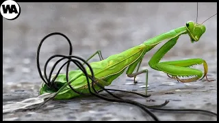 Voici de Quoi Ont Peur Toutes les Mantes Religieuses