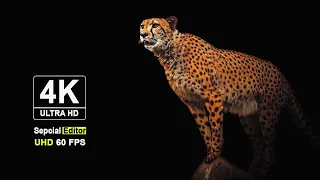 Animals of Asia 4K - Scenic Wildlife Film With Calming Music pat2