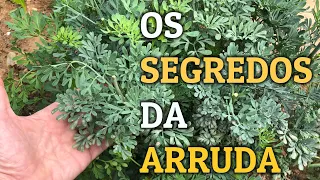 POWERFUL HEALING AND MAGIC PLANT | benefits of RUE tea