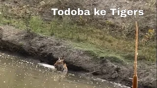 Tadoba National Park | Tadoba | jungle safari | Tiger Video | let's go Vlogs & Lifestyle part-8