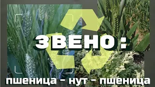 Нут, один из вариантов выжить в сезоне 2024. Интерагромаш 2024.