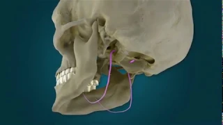 Part 14 of 14 CN XII - Hypoglossal Nerve pathway(s) narrated by Dr. Carmine Clemente