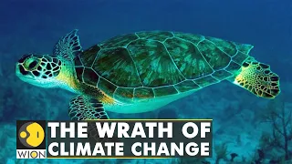 WION Climate Tracker: Climate change threatens Green sea turtles | International News