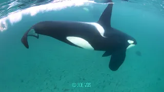 Inquisitive Orcas In Shallow Water - Norway