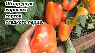 Review of two good varieties of sweet peppers with full fruit load.