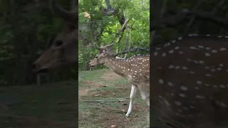 Deer walking in a forest #shorts #wildlife