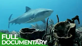 Whitetip Reef Sharks: Deadly Nocturnal Predators | Free Documentary Nature
