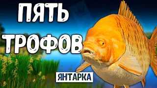 RF4 ЭТО ШОК! ПРОСТО ПЯТЬ ТРОФЕЕВ ЗА СТРИМ #рр4