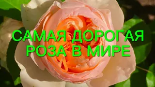 Розы. Самая дорогая роза в мире . Топ 5 лучших сортов Дэвида Остина.🌹🌹🌹