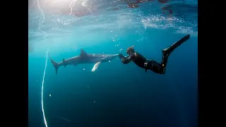 Blue Sharks off the Cornish coast