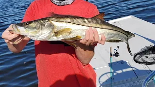 Snook Fishing Session In Tampa Bay