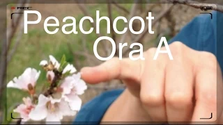 Grafted Peachcot Ora A - Mix of Apricot & Peaches
