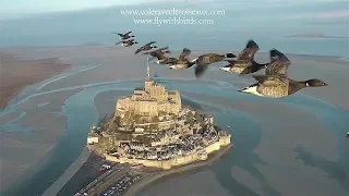 AMAZING flights with birds on board of a microlight