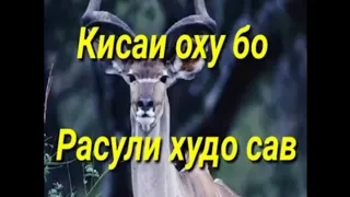 КИССАИ ОХУ 🦌 БО РАСУЛИ ХУДО МУХАММАД С.А.С