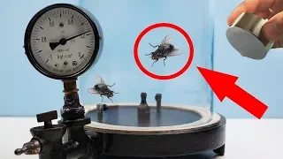 EXPERIMENT: FLY FLIES IN VACUUM!?!