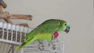 Best of Nelly Blue Fronted Amazon Parrot