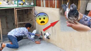 Bohat Pyara Teedy Kabootar Pkra Lakin Prank Ho Gea😨 || Full Chirimari Vlog🤪. #petsvlog #pigeonlover