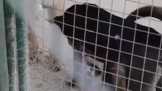 Dog vs Tiger