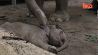 Touching Footage Of Elephants "Saying Goodbye" To Dead Young