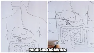 human digestive system diagram|| how to Draw human digestive system [tutorial]