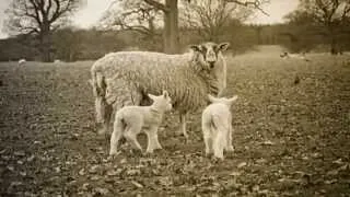 Pink Floyd - Sheep