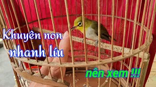 [ khuyên Non Líu ] Muốn chim non nhanh líu phải xem video này_ Tuấn Bird