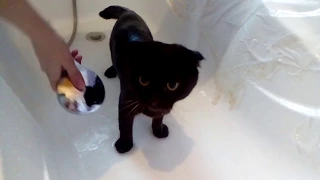 Кот аж мурчит от удовольствия в ванной  Этот кот любит купаться!Приколы над животными . Кот ,Прикол