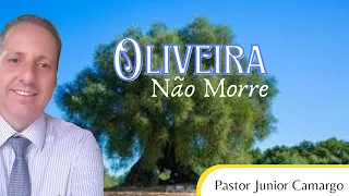 Oliveira não Morre - Pastor Junior Camargo