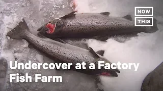 Undercover Footage Reveals 'Cruel' Factory Fish Farm | NowThis