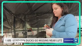 Rare, exotic mandarin ducks go missing near Lutz