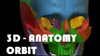 3D ANATOMY OF BONY ORBIT | BASICS IN ANATOMY | ORBIT